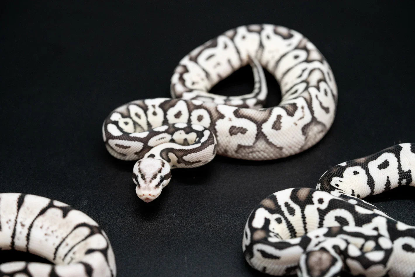 Holding Back the Right Snakes: How We Choose Our Future Breeders - Soul Serpents - Designer Ball Python Breeder