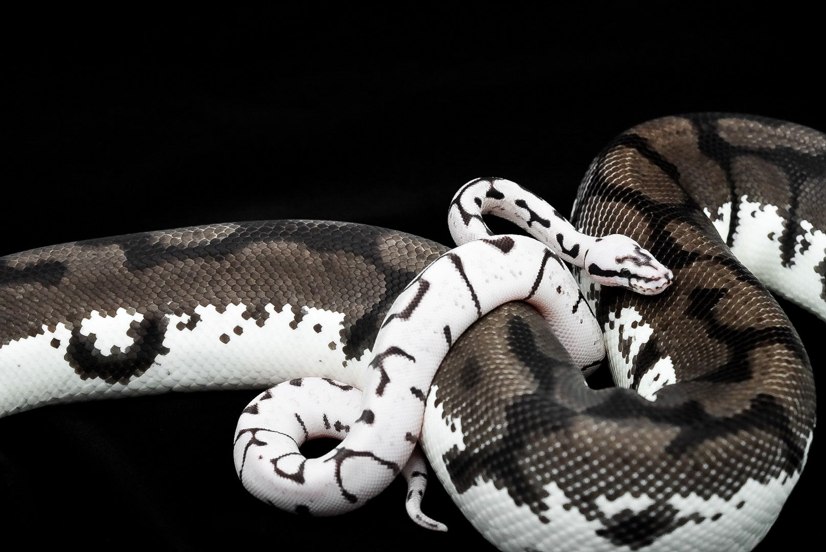 Essential Tips for Feeding Your Ball Python