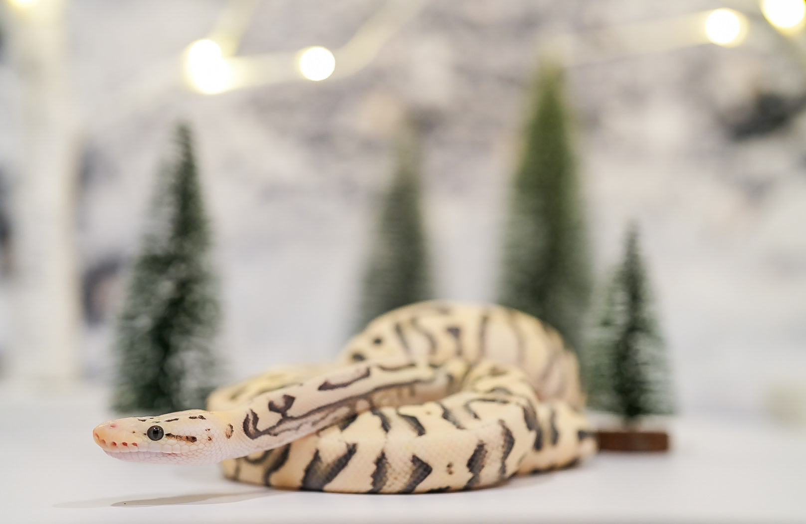 Helping Picky Ball Pythons Eat: A Guide to Encourage Healthy Feeding Habits