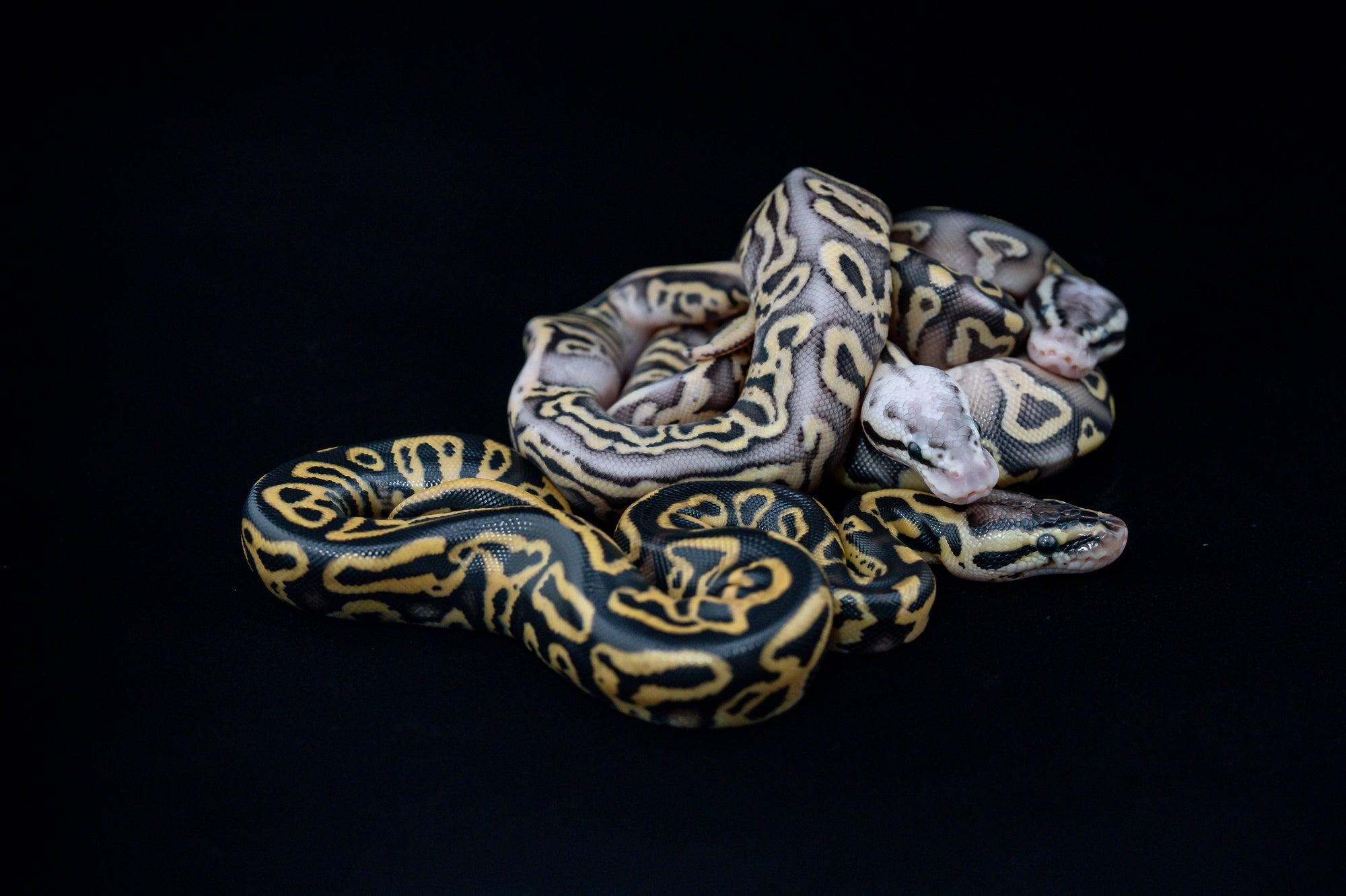 Devil Ball Python Essential Items You Need for Your Ball Python: A Comprehensive Guide