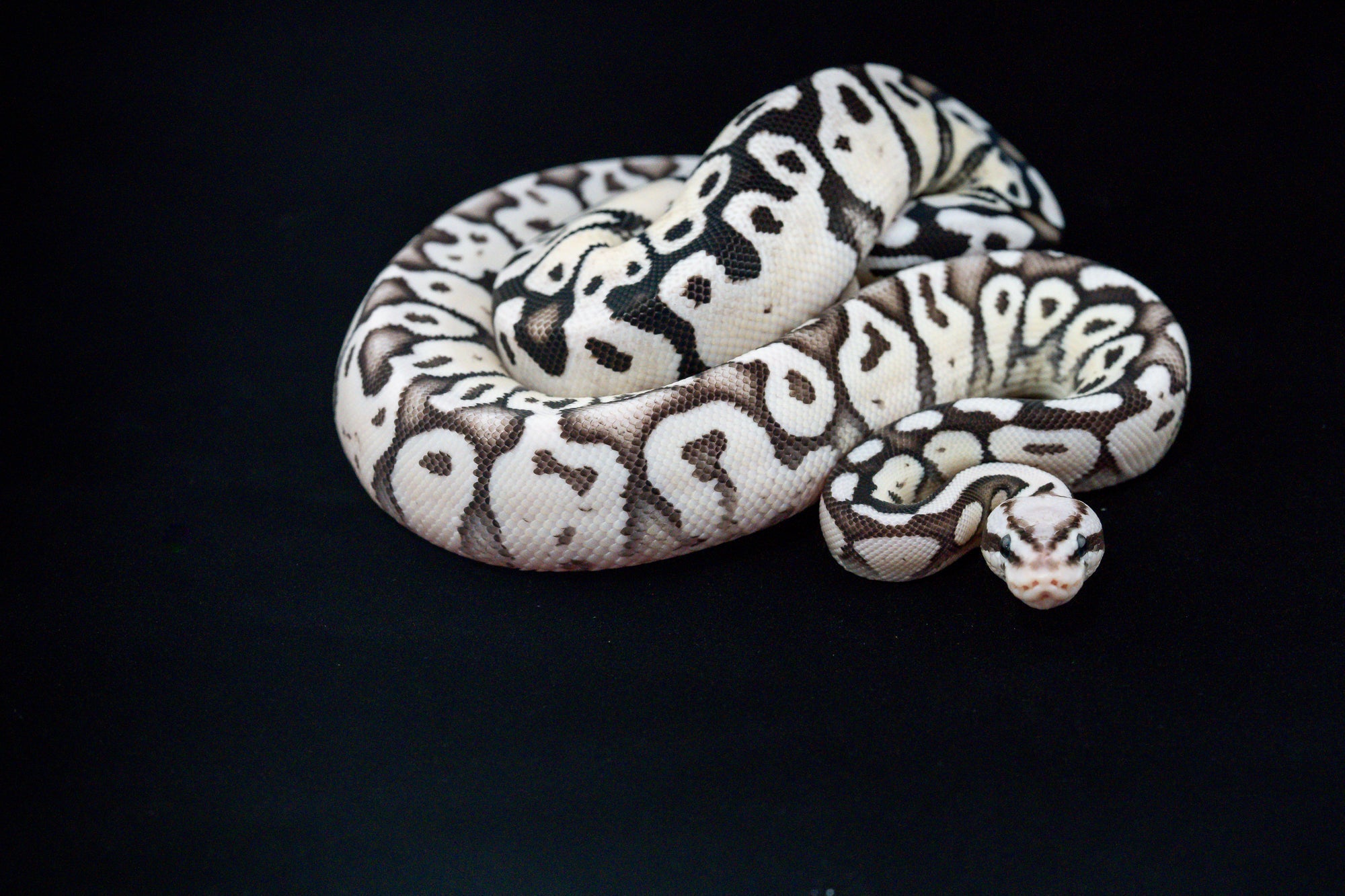 Rare and Designer Morphs: What Sets the Best Apart - Soul Serpents - Designer Ball Python Breeder