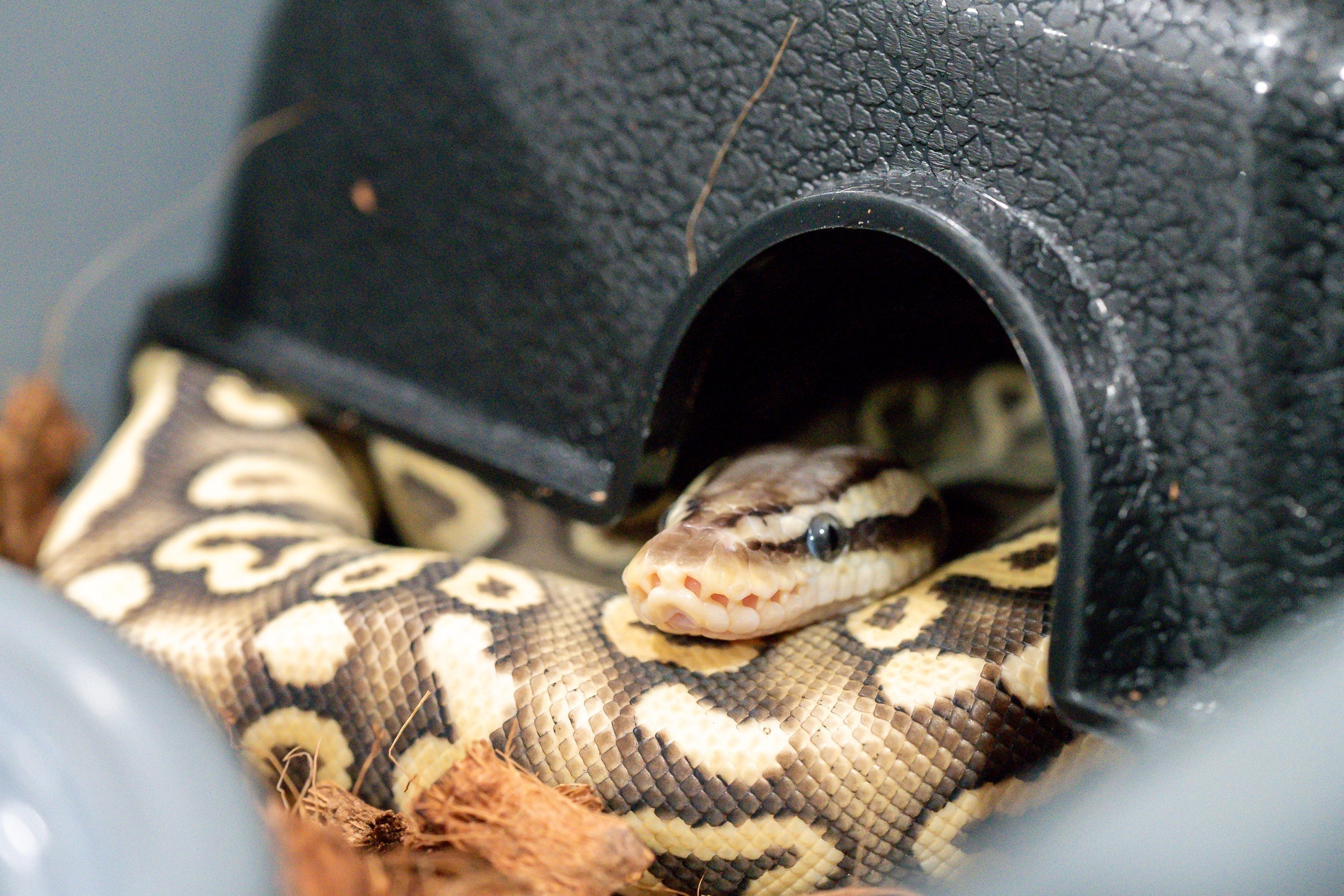 Setting Up Your Ball Python Habitat Like a Pro - Soul Serpents - Designer Ball Python Breeder