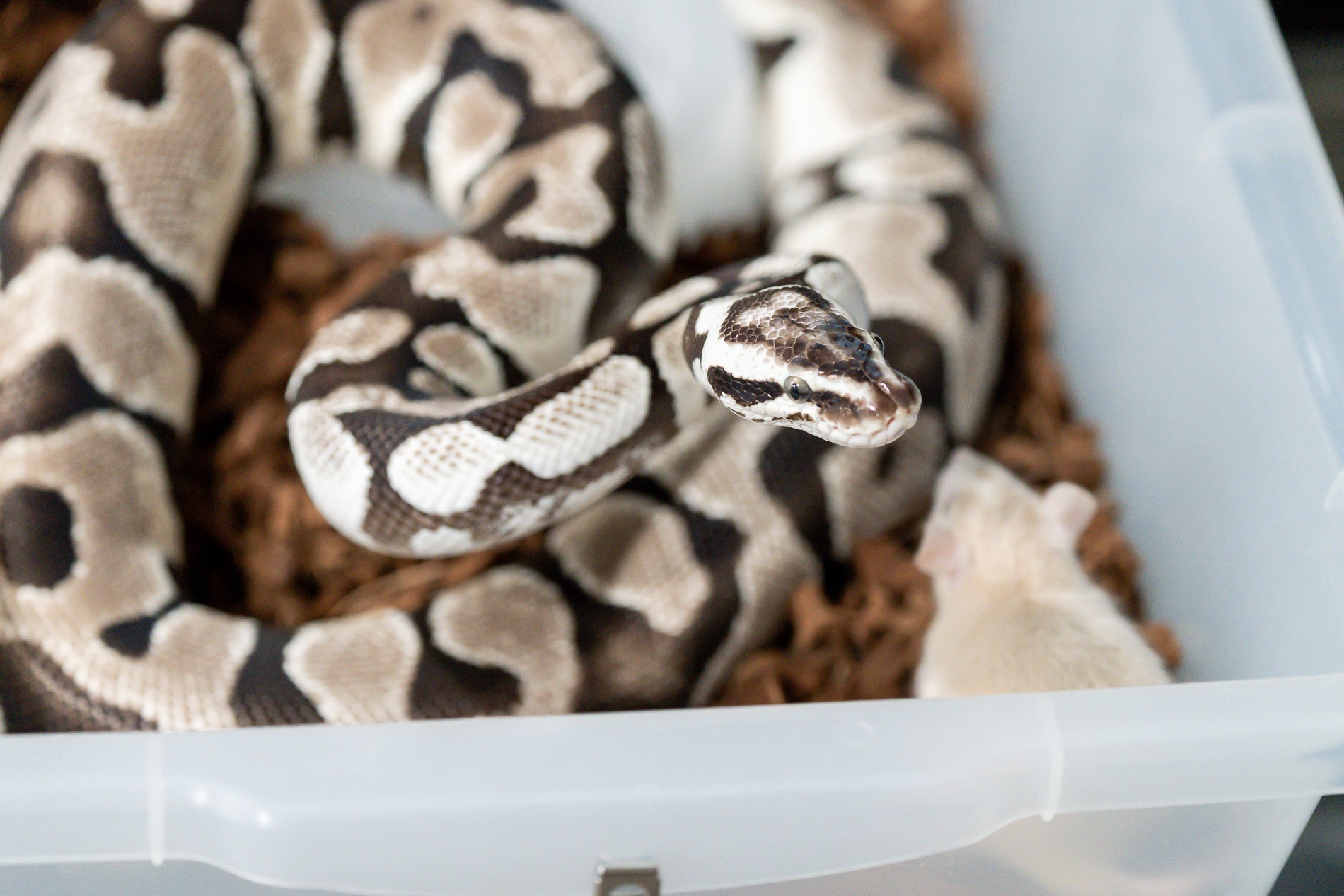 When Males Go Off Food: Understanding Breeding Season Behavior - Soul Serpents - Designer Ball Python Breeder