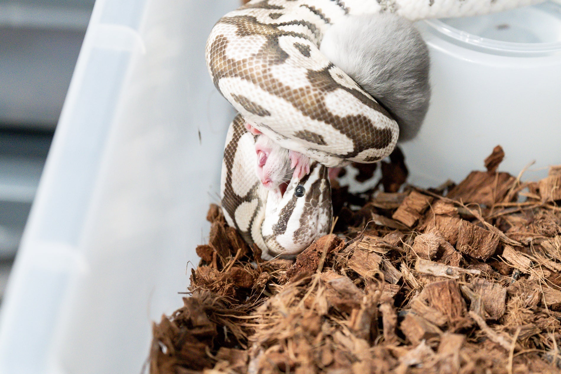 Feeding Ball Pythons Like a Breeder: How to Build Consistency and Confidence - Soul Serpents - Designer Ball Python Breeder