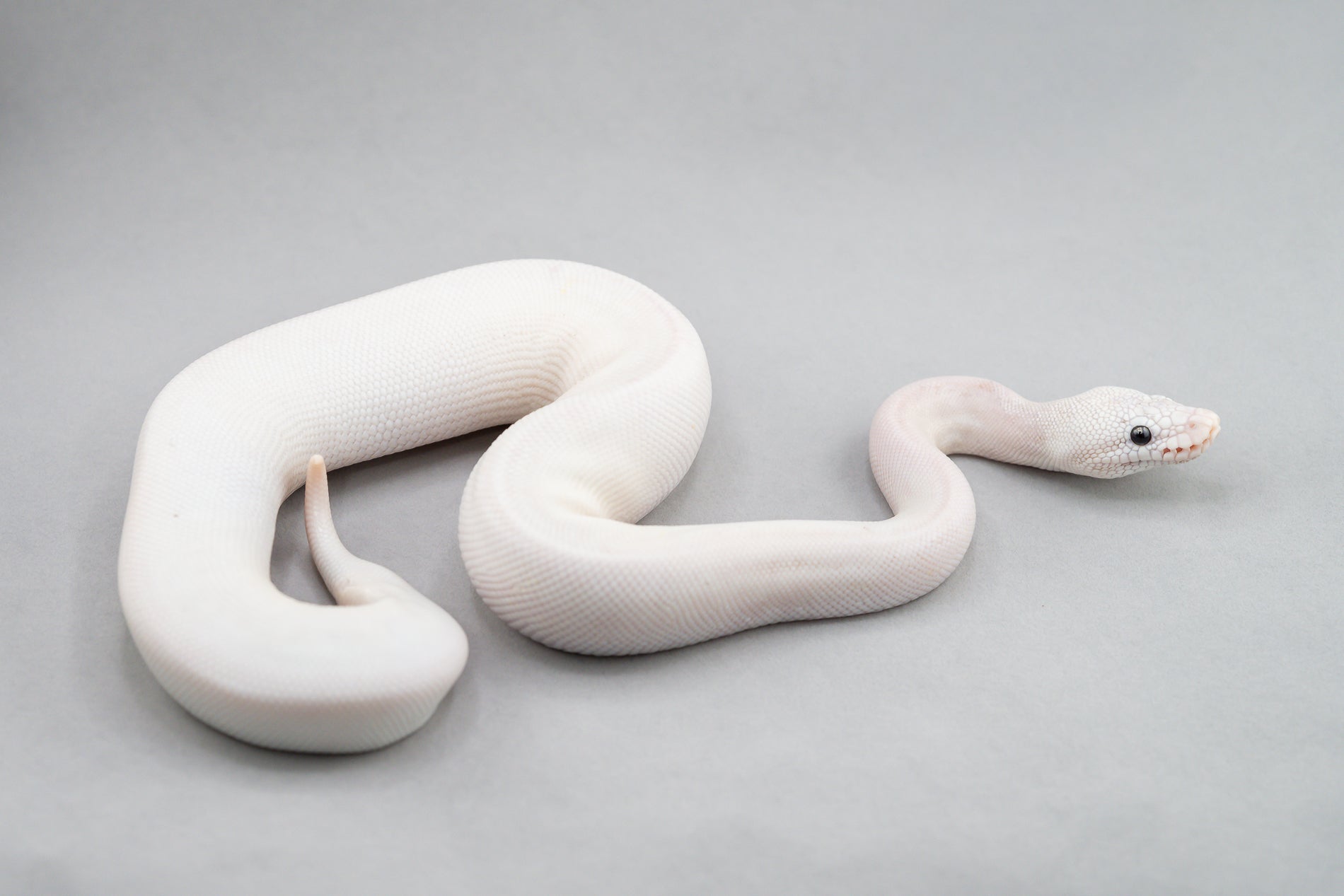 White snake on a gray background